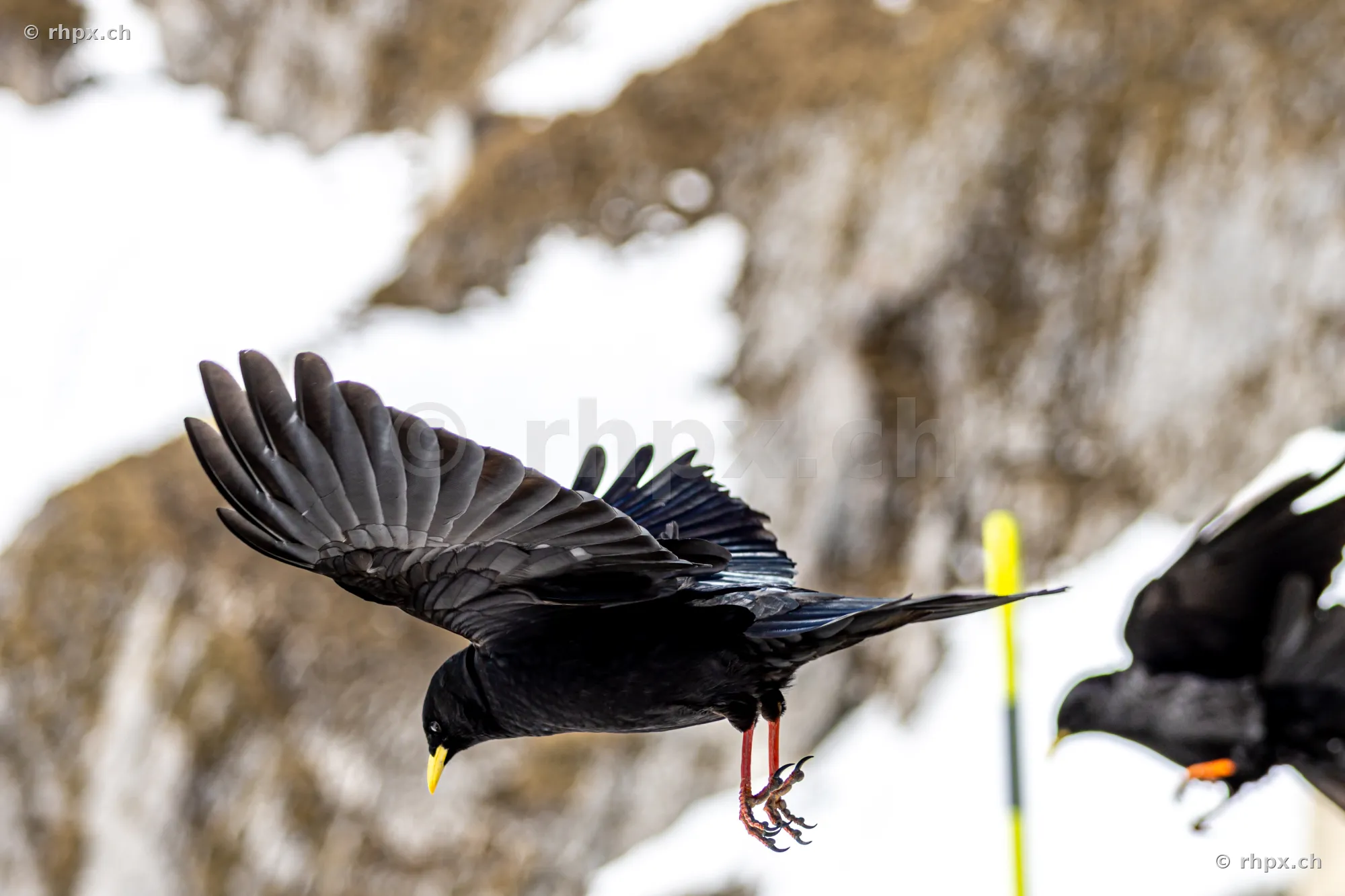 Two alpine choughs flying in front of the rocky massif of Mount Pilatus