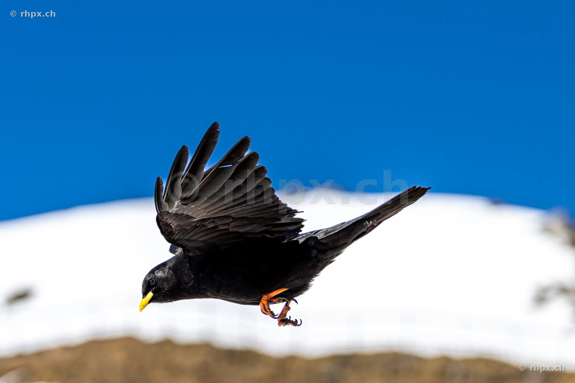 Alpine chough flying in front of the snow-covered Mount Pilatus