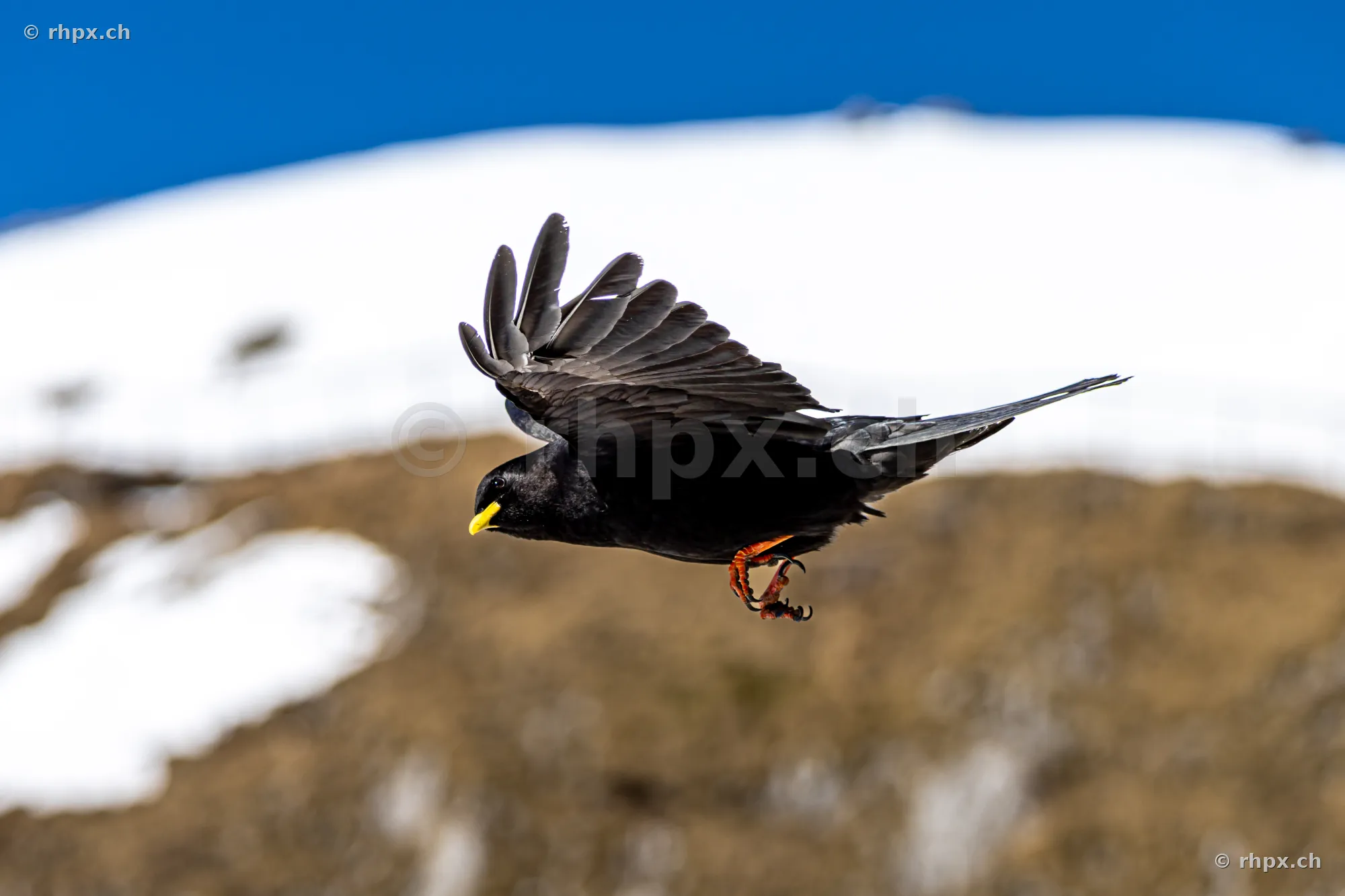 Alpine chough with black feathers and yellow beak flying in front of a snow-covered mountain slope at Mount Pilatus