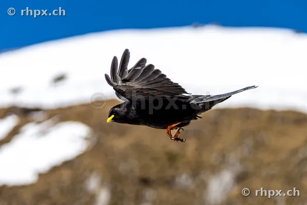 Alpendohle mit schwarzem Gefieder und gelbem Schnabel im Flug vor verschneitem Gebirgshang am Pilatus