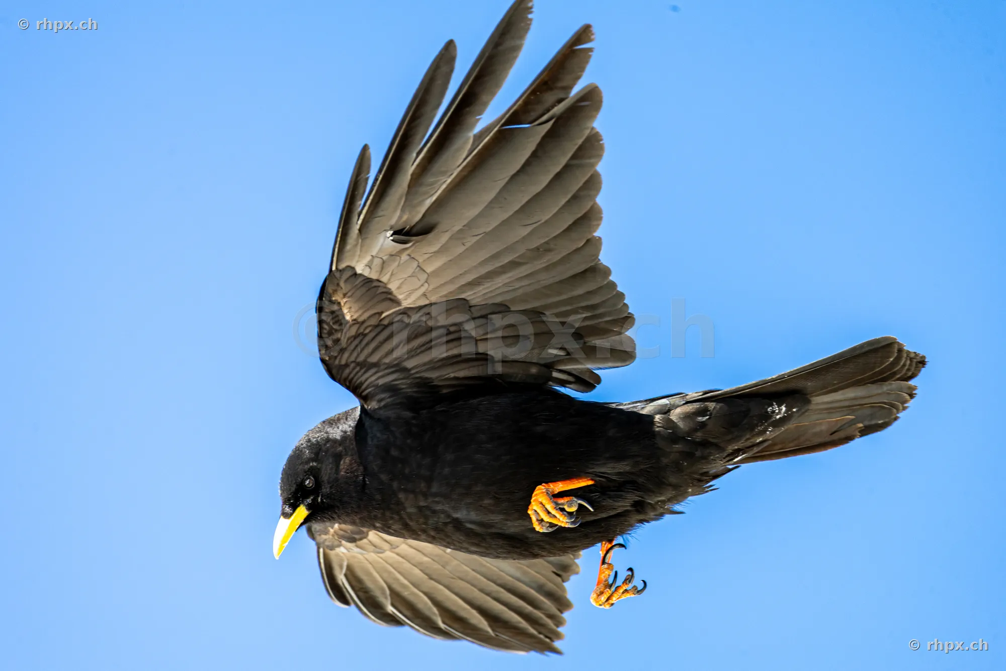 Alpine chough in flight, captured in the Pilatus region