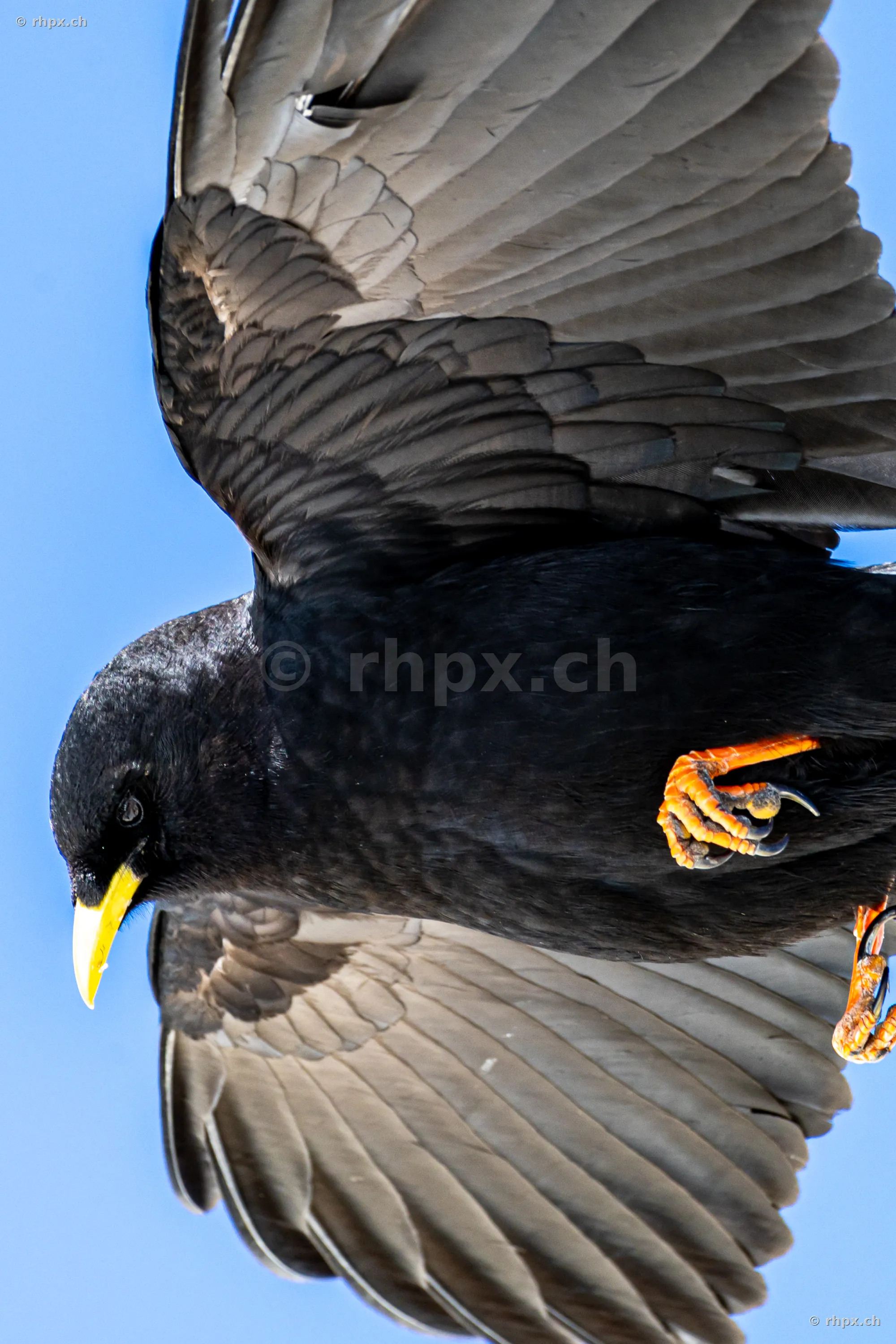 An Alpine Chough flying with spread wings against a blue sky at Mount Pilatus.