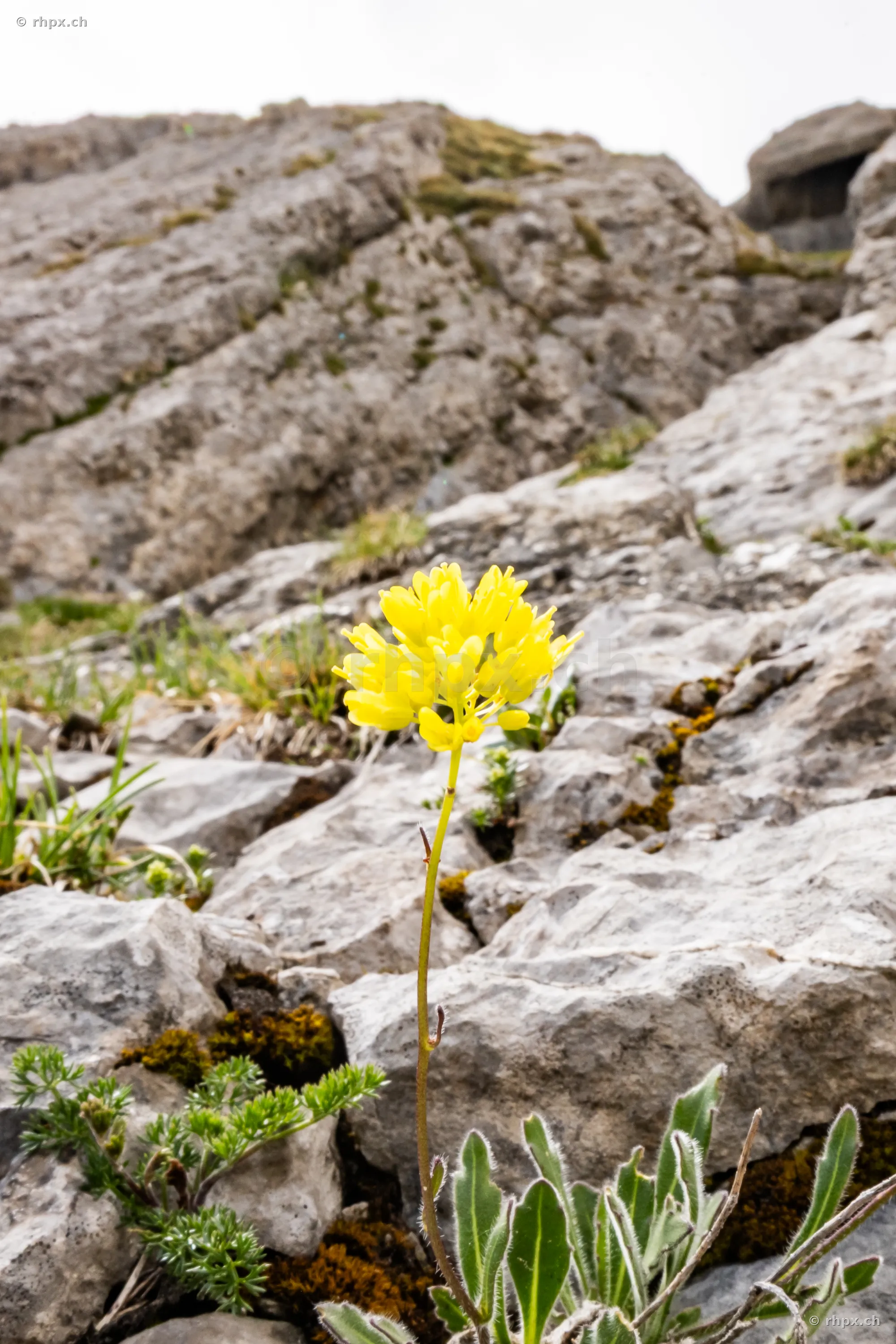 Eine einzelne gelbe Alpenblume wächst aus dem grauen Kalkgestein am Pilatus.