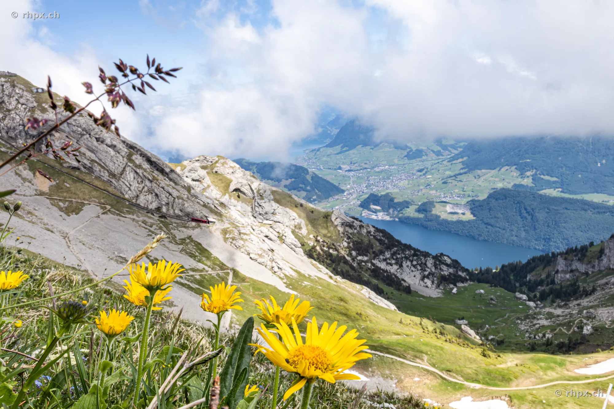 Yellow mountain flowers in the foreground with the steep slopes of Mount Pilatus and Lake Lucerne in the background.