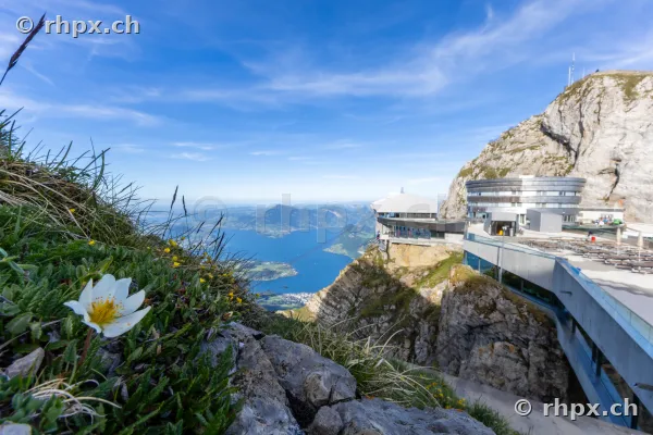 Bergstation Pilatus Kulm mit Blick auf den Vierwaldstättersee und eine weisse Blume im Vordergrund