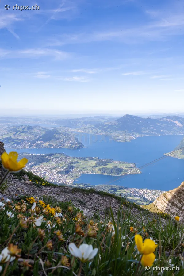 Blick vom Berg auf den Vierwaldstättersee mit Alpenblumen im Vordergrund