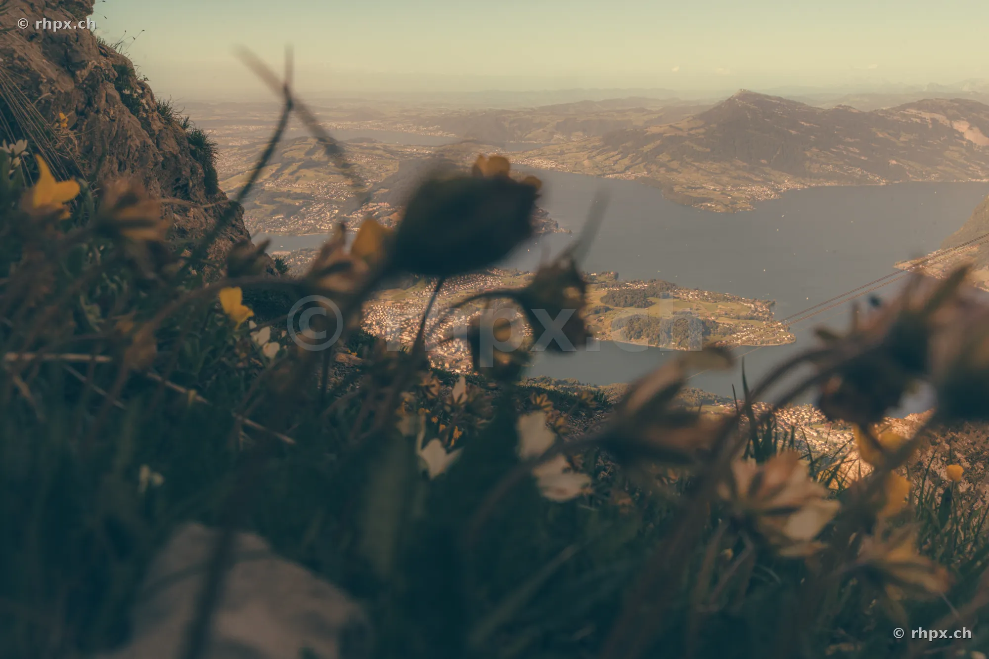 View through alpine flowers towards Lake Lucerne and the surrounding landscape from Mount Pilatus