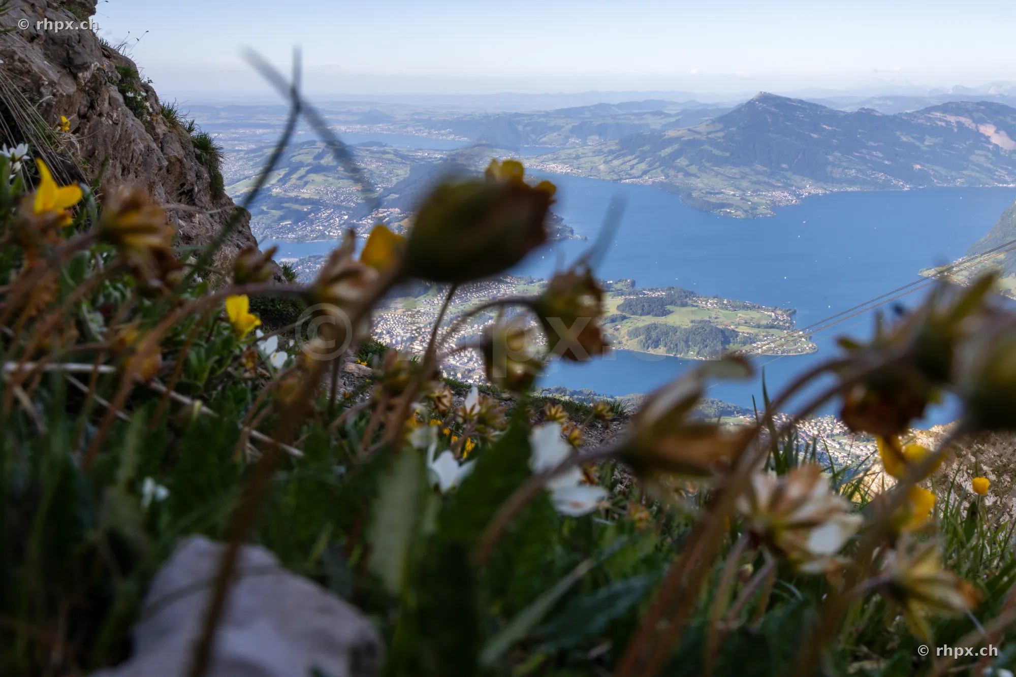 Alpine flowers in the foreground overlooking Lake Lucerne from Mount Pilatus
