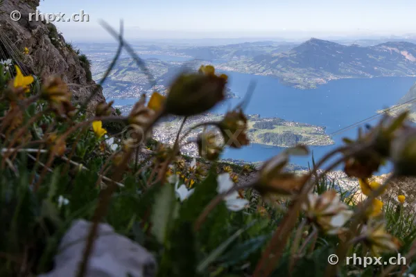 Alpenblumen im Vordergrund mit Blick auf den Vierwaldstättersee vom Pilatus aus