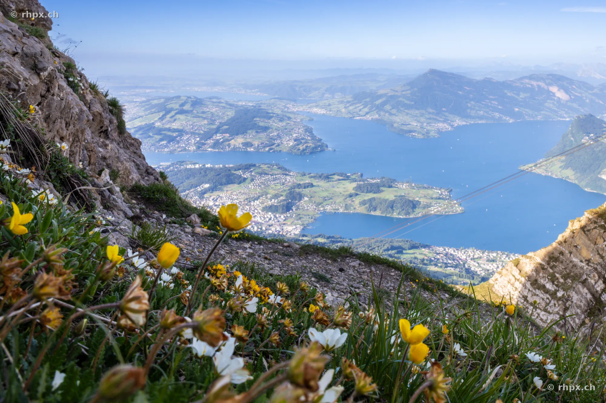 Alpine flowers on the slope of Mount Pilatus overlooking Lake Lucerne
