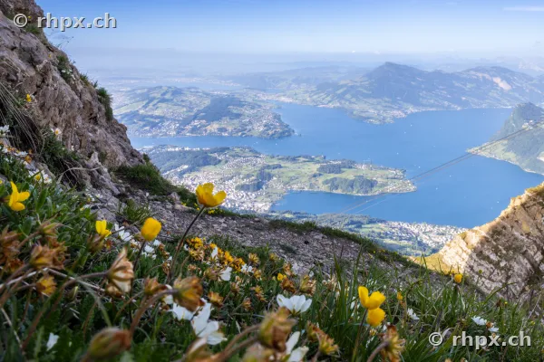 Alpenblumen am Hang des Pilatus mit Blick auf den Vierwaldstättersee
