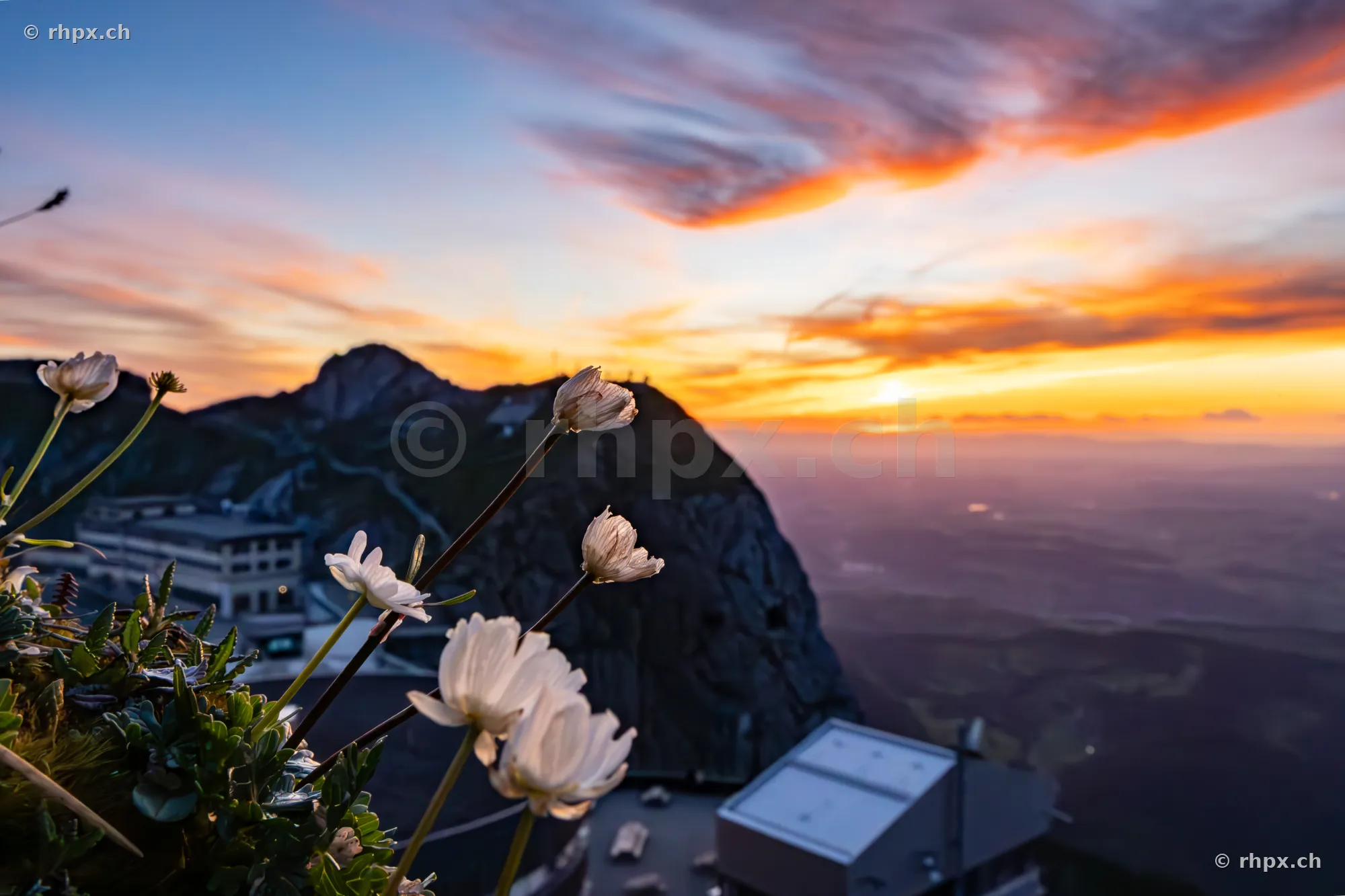 Alpine flowers in the foreground with the summit of Mount Pilatus at sunset