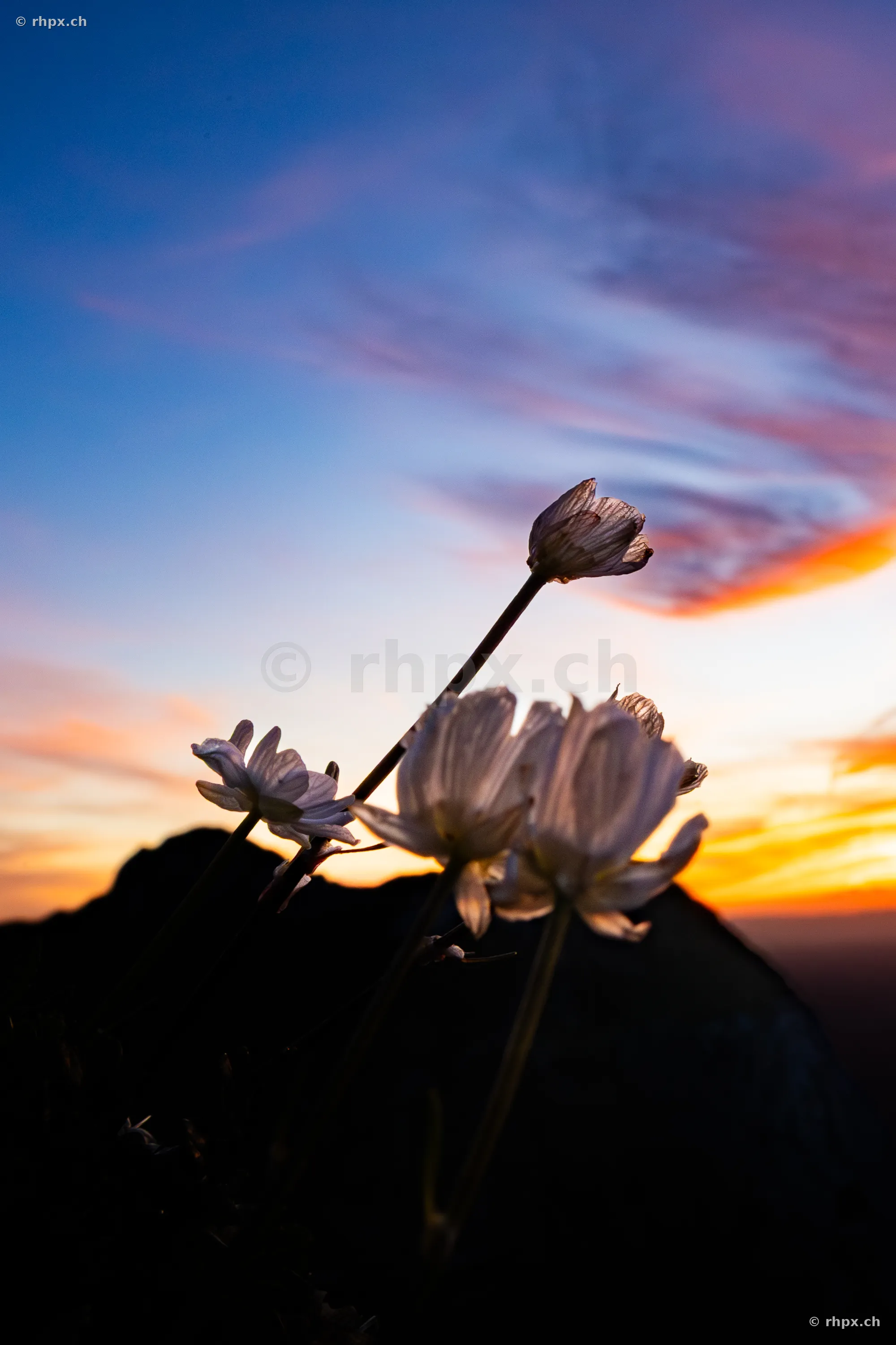Close-up of alpine flowers backlit against the dark silhouette of Mount Pilatus during sunset.