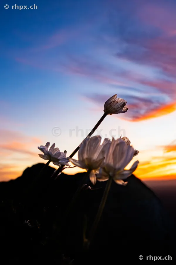 Nahaufnahme von Alpenblumen im Gegenlicht vor der dunklen Silhouette des Pilatus während des Sonnenuntergangs.