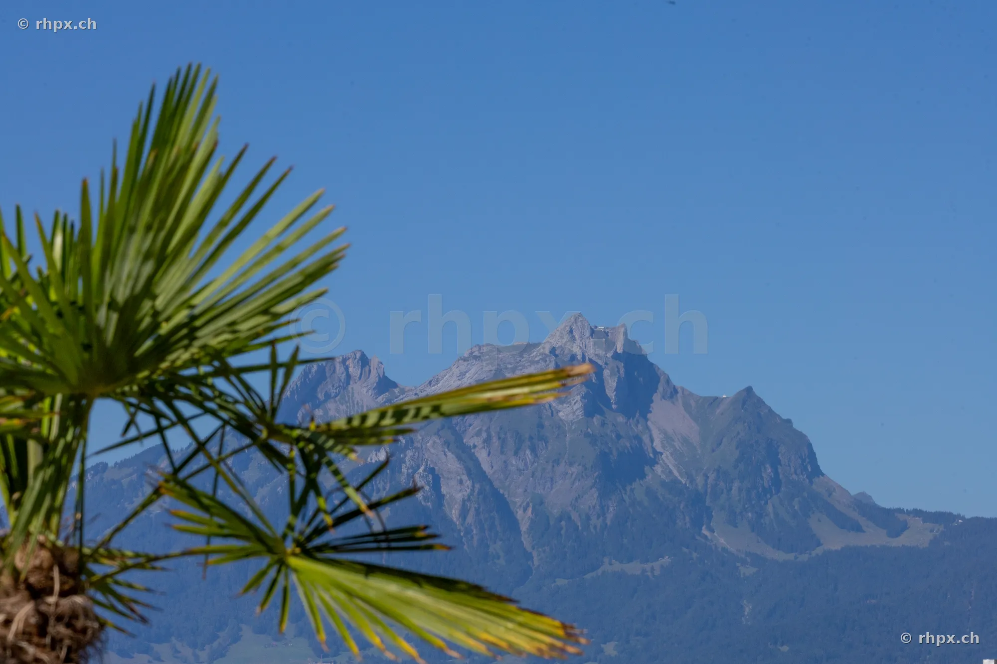 Palmenwedel im Vordergrund vor dem Berg Pilatus bei klarem Himmel