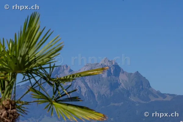 Palm fronds in foreground with Mount Pilatus in the background under a clear sky