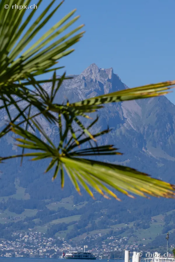 Palm frond in the foreground with Mount Pilatus in the background