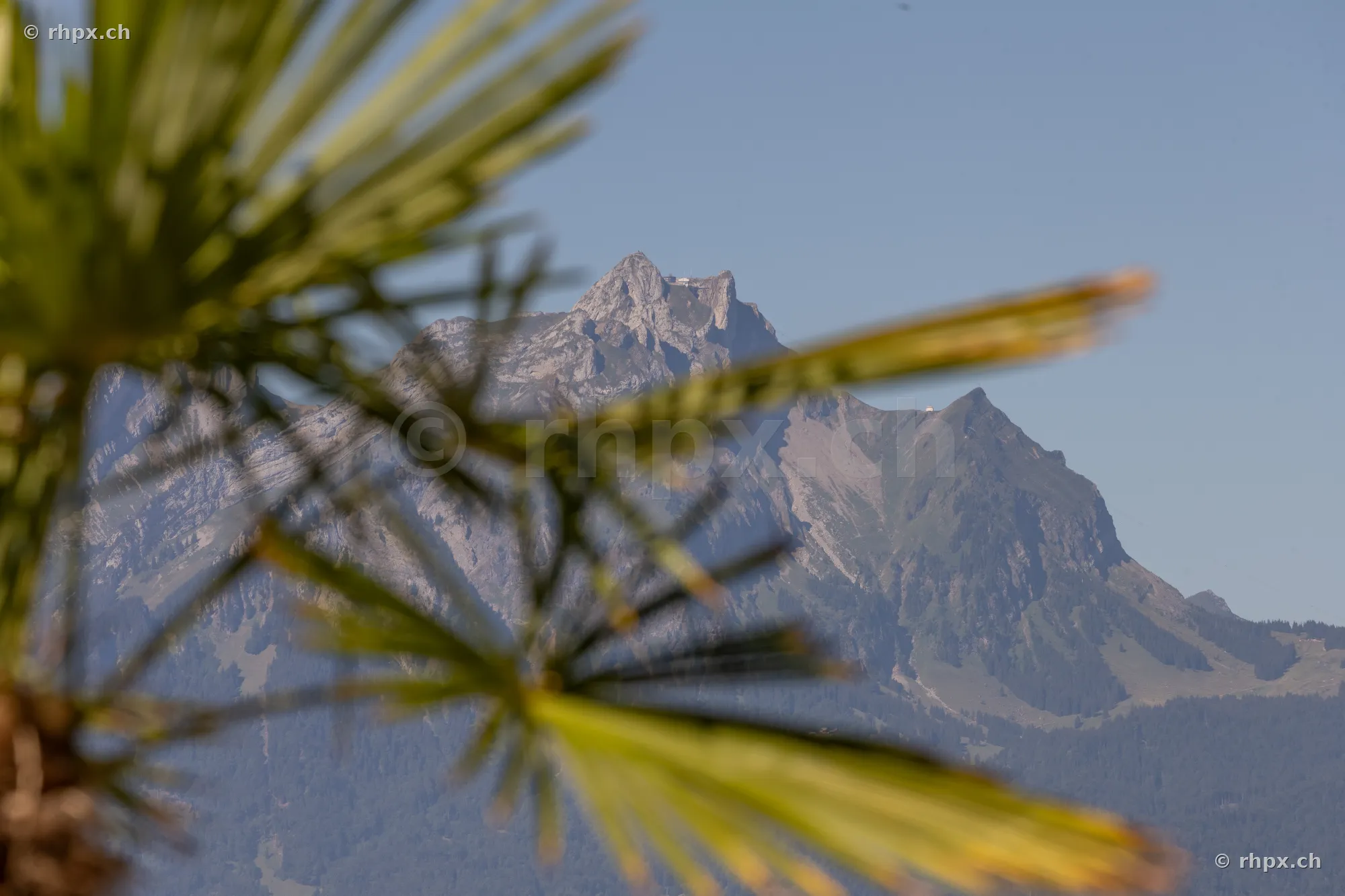 View of Mount Pilatus in the background, with blurred palm fronds in the foreground