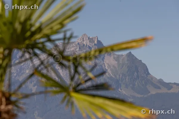View of Mount Pilatus in the background, with blurred palm fronds in the foreground