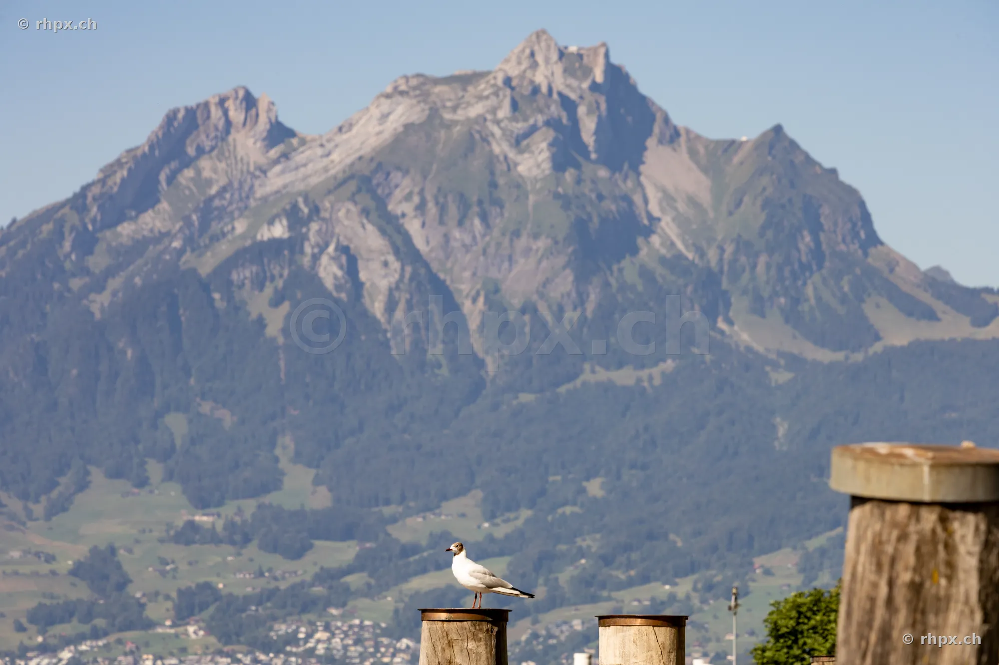 A seagull sits on a wooden post with Mount Pilatus in the background