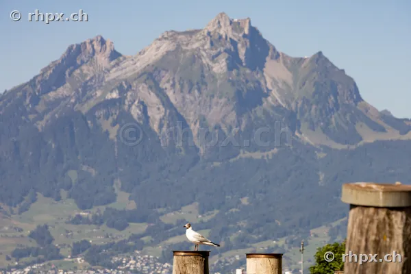 A seagull sits on a wooden post with Mount Pilatus in the background
