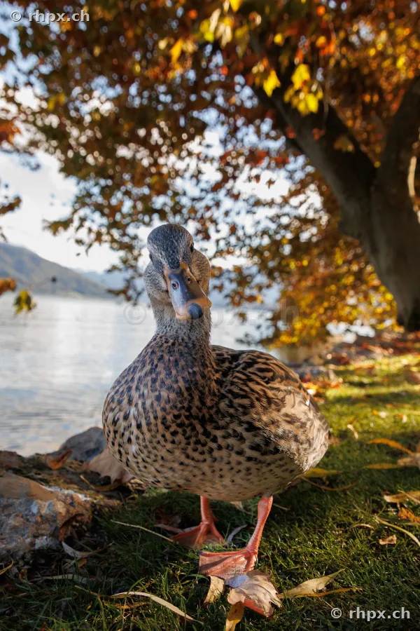 Nahaufnahme einer Ente am Ufer vor herbstlich gefärbtem Baum mit See im Hintergrund