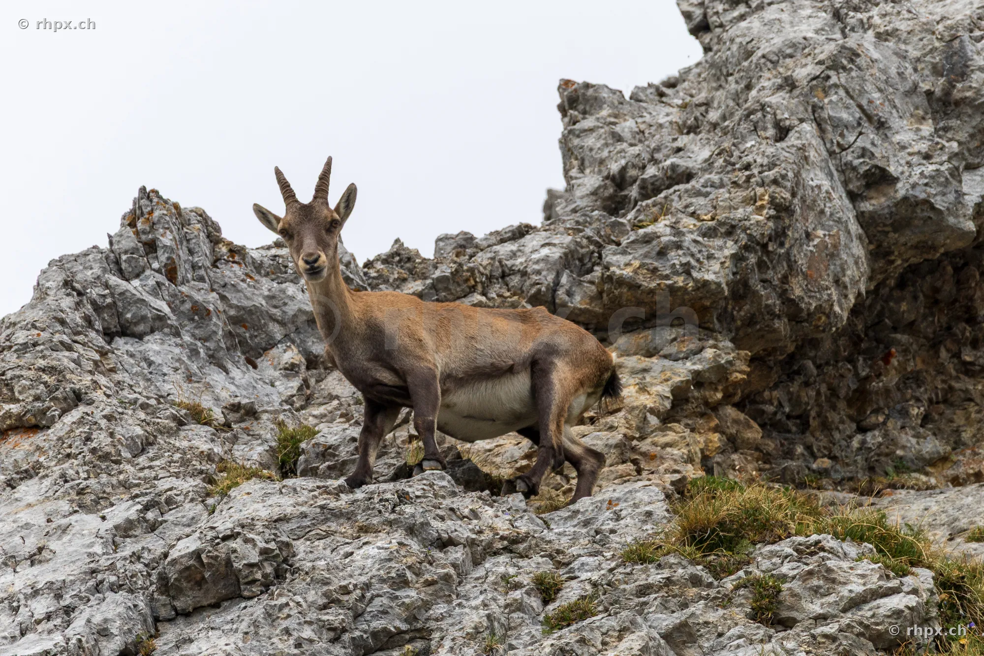 Ein junger Steinbock steht auf einem felsigen Hang am Pilatus.