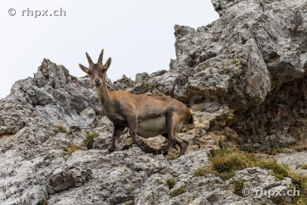 A young ibex standing on a rocky slope at Mount Pilatus.