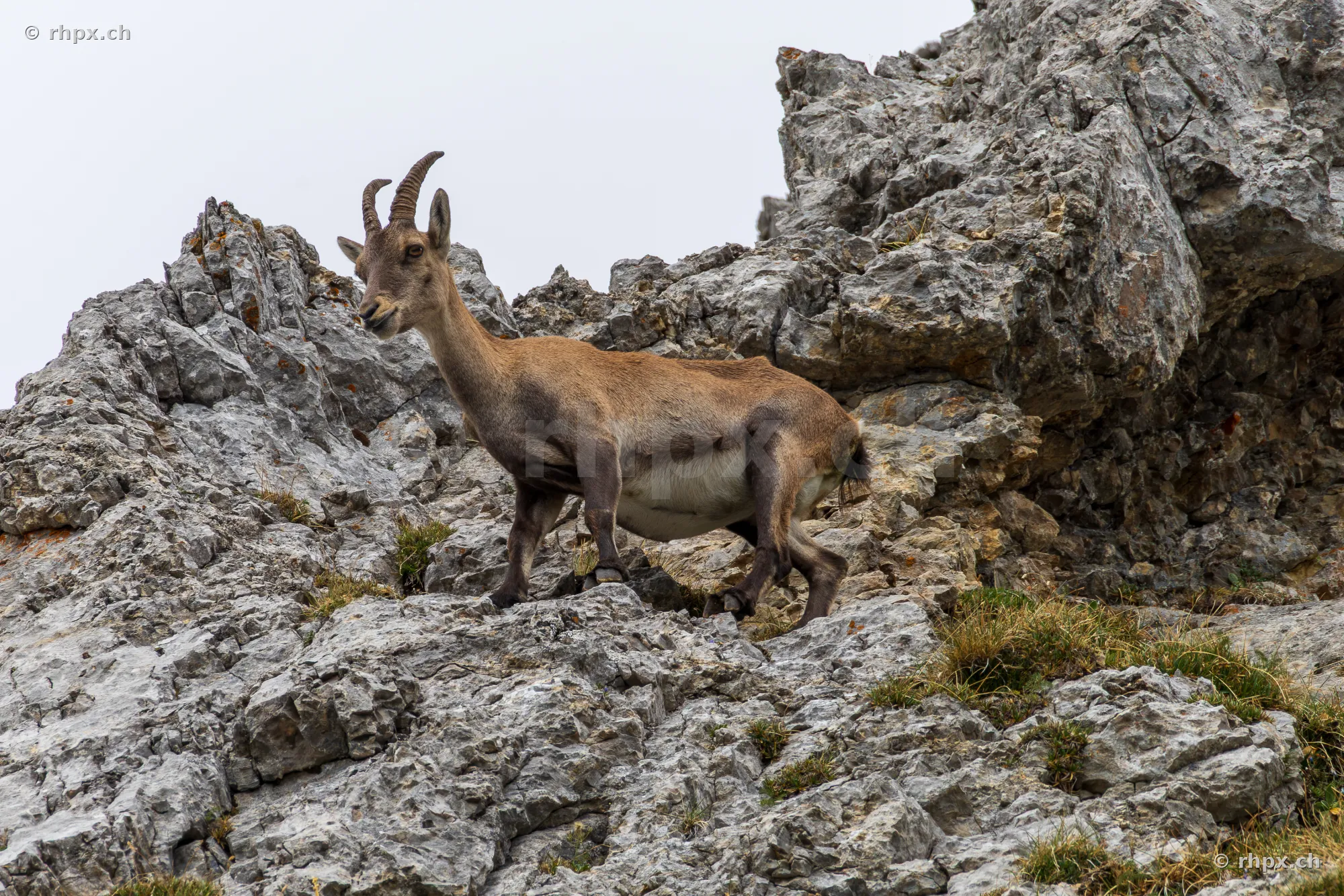 An ibex standing on a rocky ridge on Mount Pilatus.