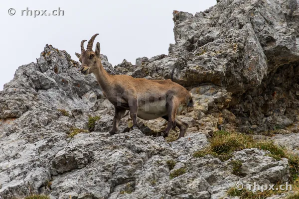 An ibex standing on a rocky ridge on Mount Pilatus.