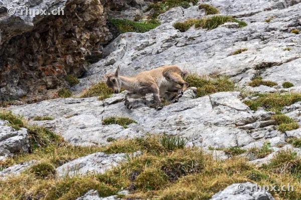 Young ibex in a rocky environment on Mount Pilatus