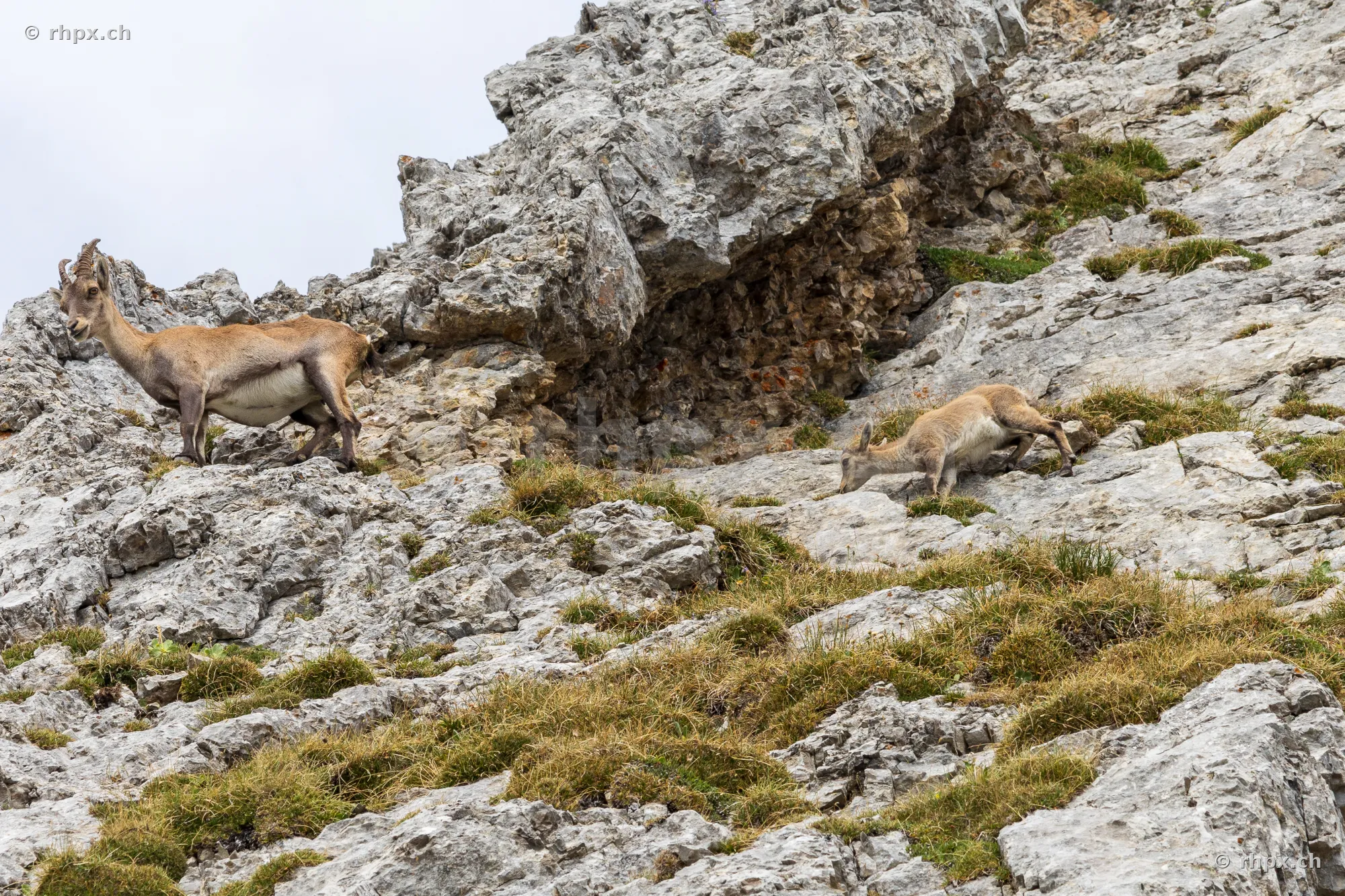 Two ibexes on a rocky slope at Mount Pilatus
