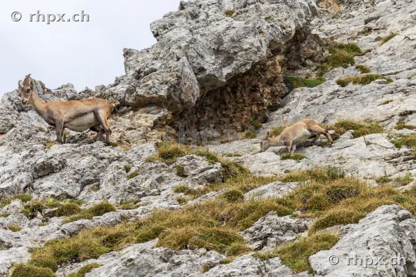 Two ibexes on a rocky slope at Mount Pilatus