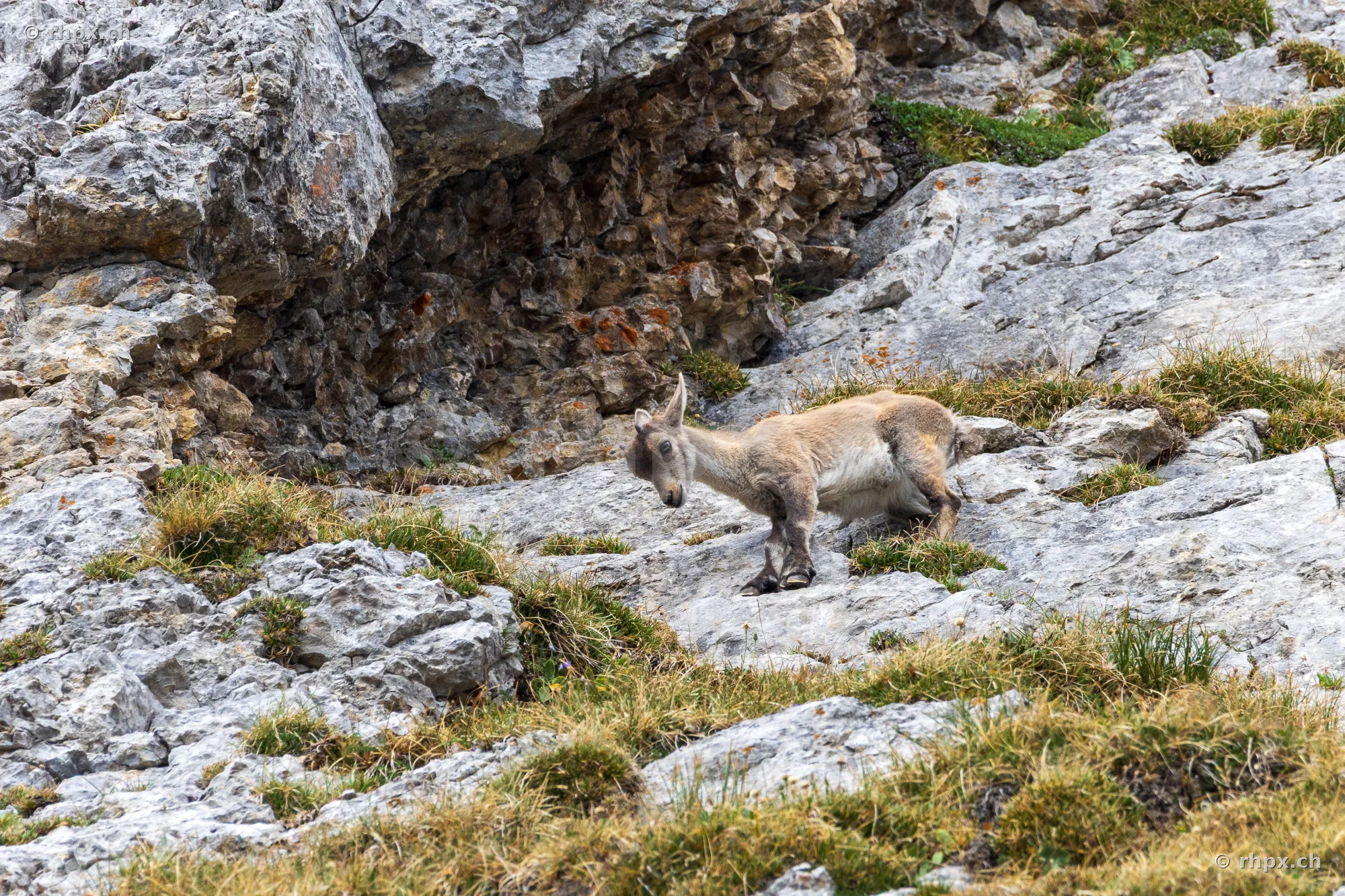 Young ibex standing on a rocky slope at Mount Pilatus