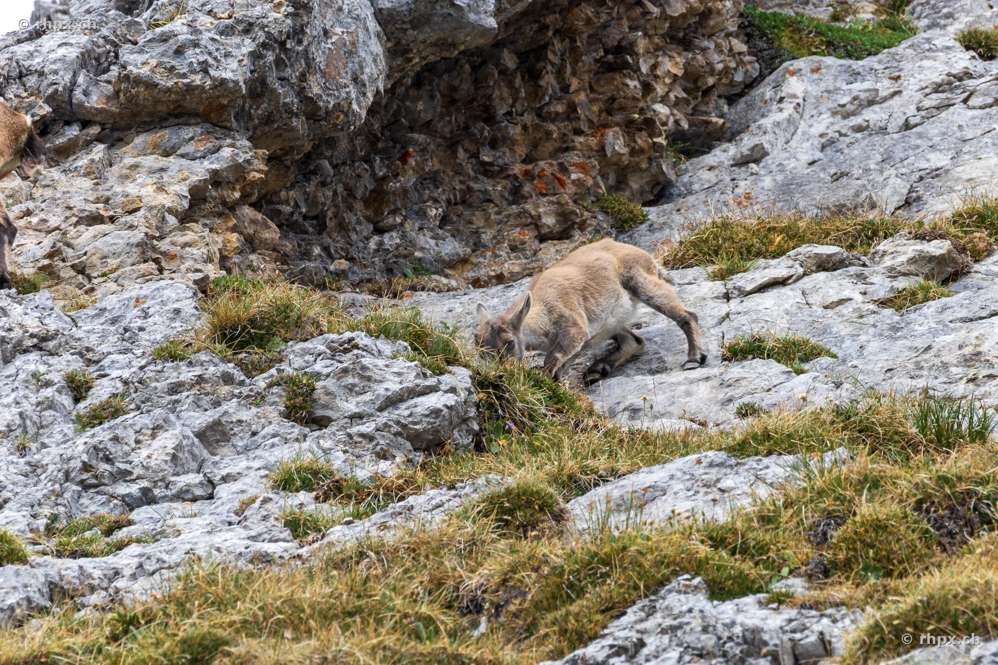 Young ibex grazing in rocky terrain on Mount Pilatus.