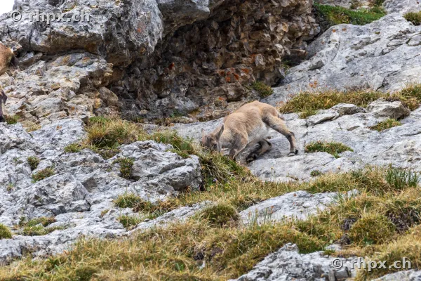 Young ibex grazing in rocky terrain on Mount Pilatus.