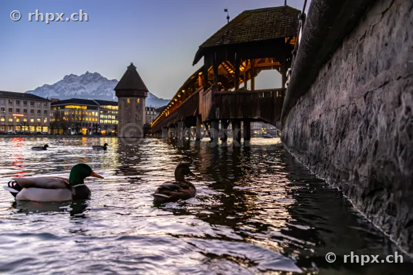 Kapellbrücke und Wasserturm in Luzern bei Dämmerung mit Enten im Vordergrund
