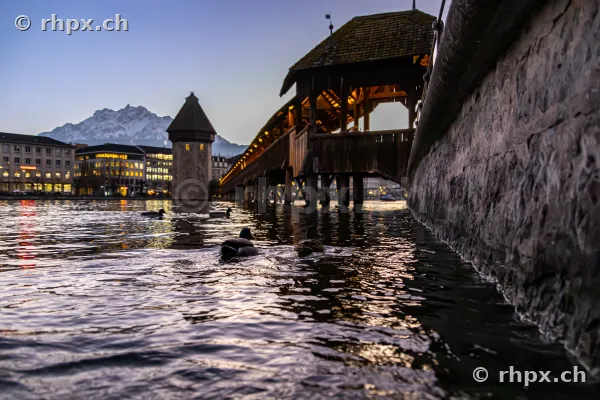 Kapellbrücke und Wasserturm in Luzern mit schwimmenden Enten bei Dämmerung