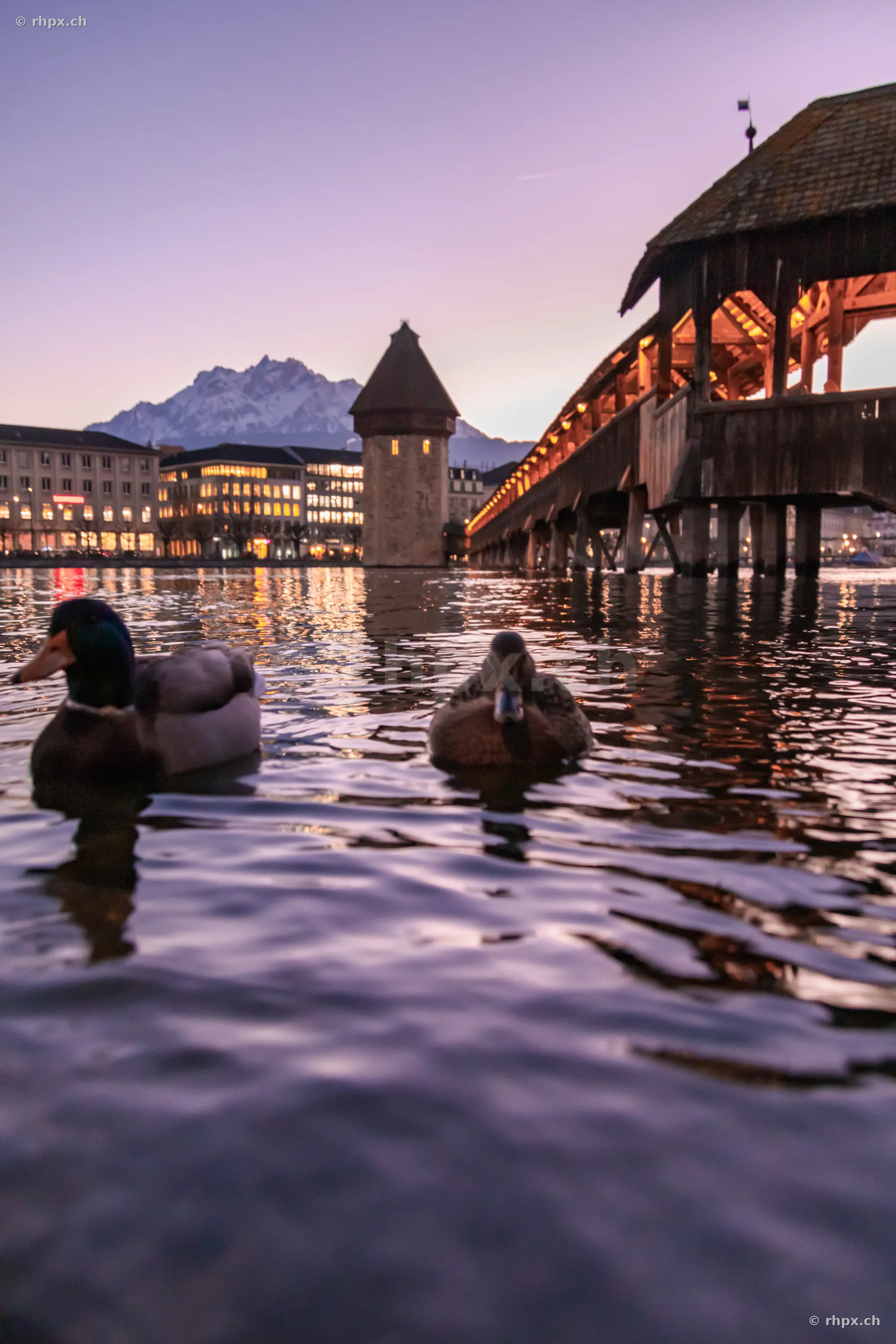 Two ducks swimming in the Reuss river in front of the Chapel Bridge and Water Tower in Lucerne.