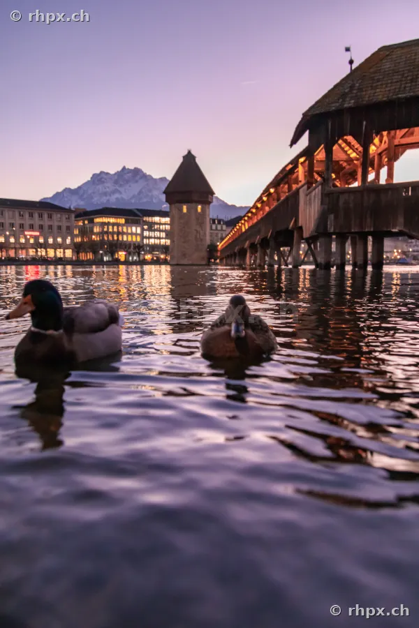 Zwei Enten schwimmen in der Reuss vor der Kapellbrücke und dem Wasserturm in Luzern.