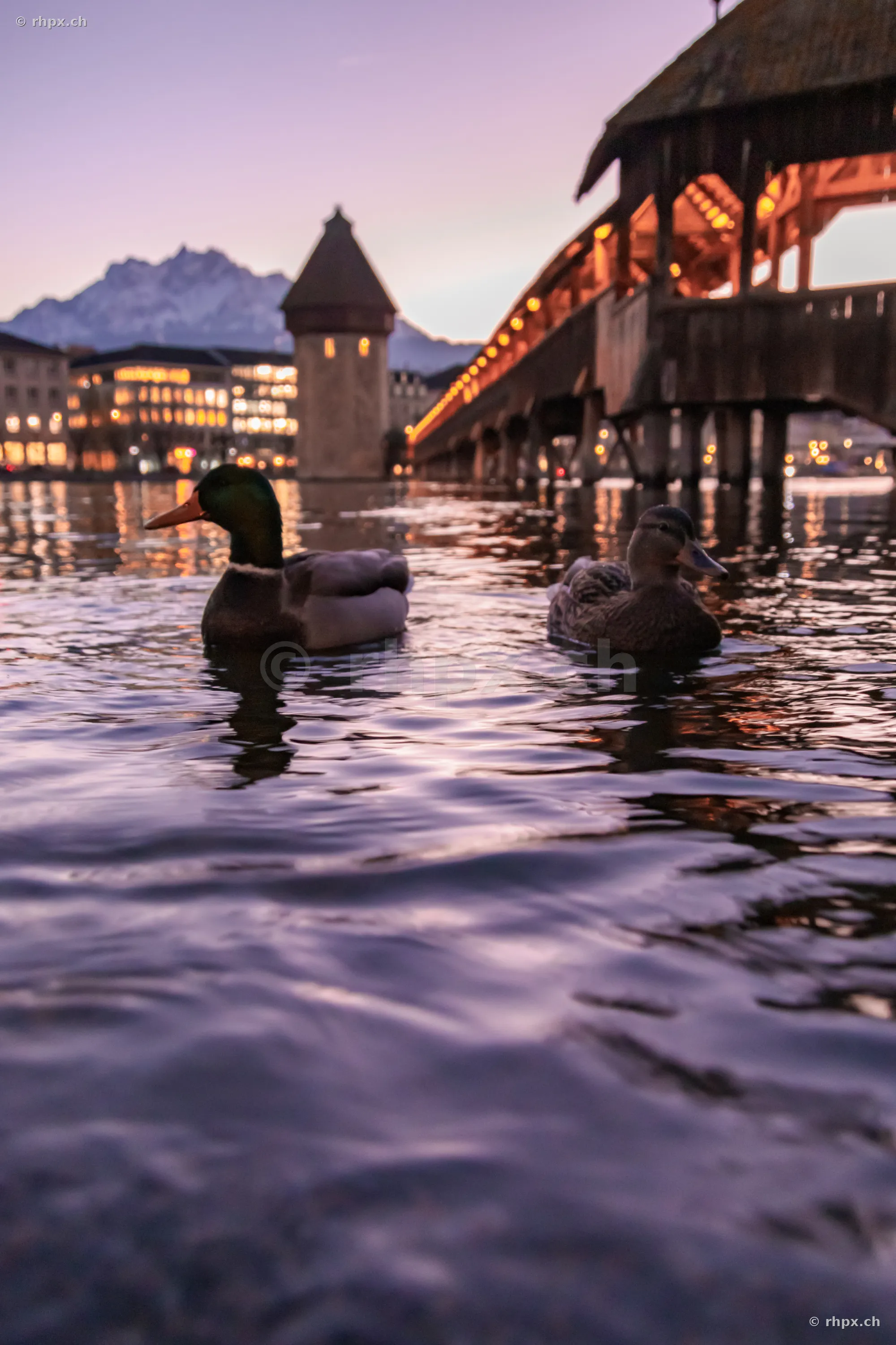 Two ducks swimming in the Reuss river in front of the Chapel Bridge in Lucerne at dusk.