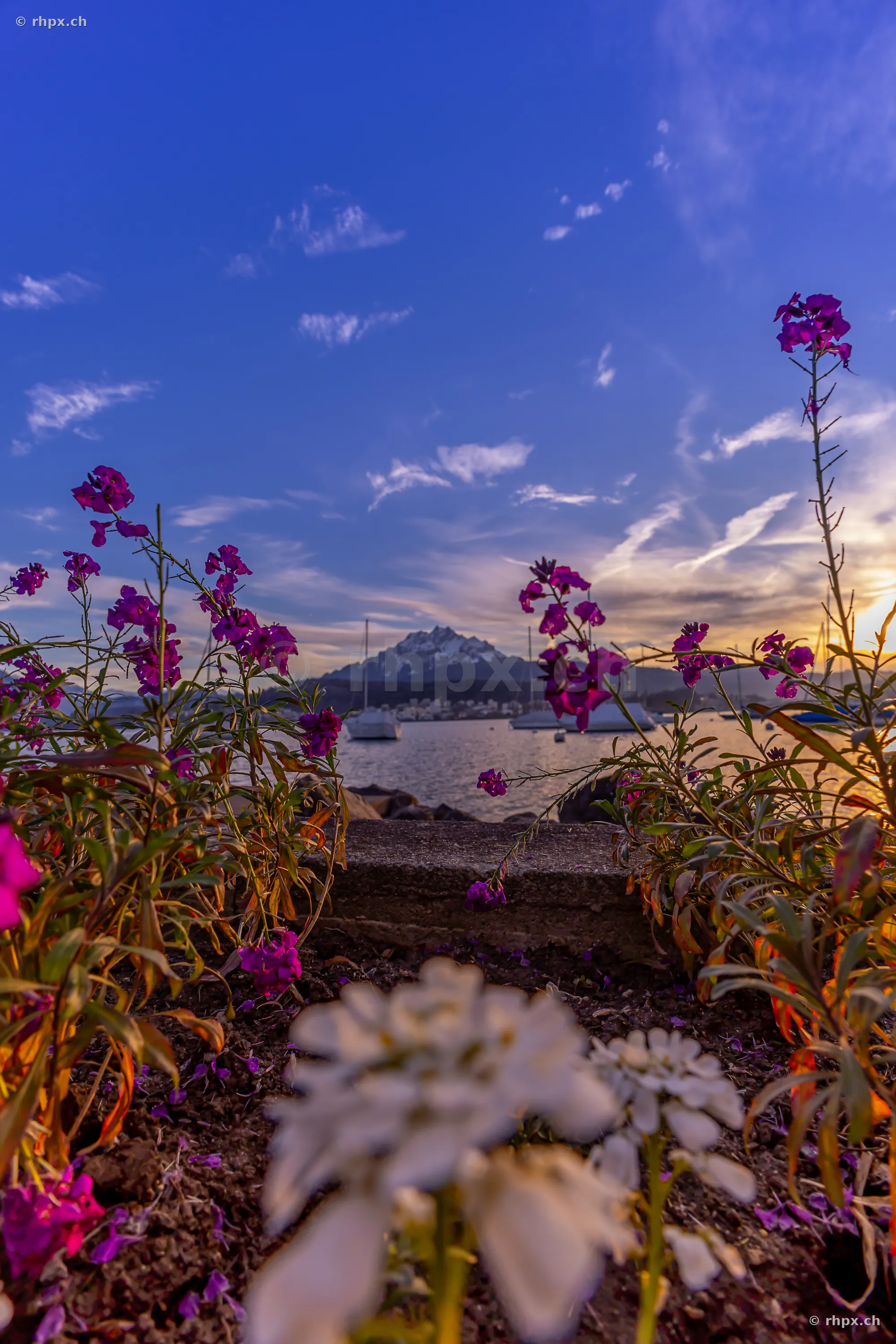 Vordergrund mit Blumen am Ufer des Vierwaldstättersees, dahinter der Pilatus bei Sonnenuntergang