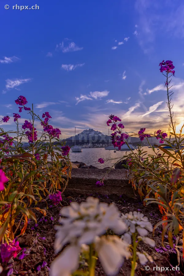 Vordergrund mit Blumen am Ufer des Vierwaldstättersees, dahinter der Pilatus bei Sonnenuntergang