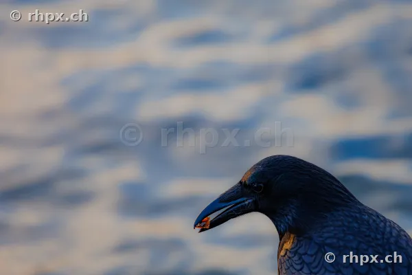Side view of a raven's head with a small piece of food in its beak against a blurred water background.