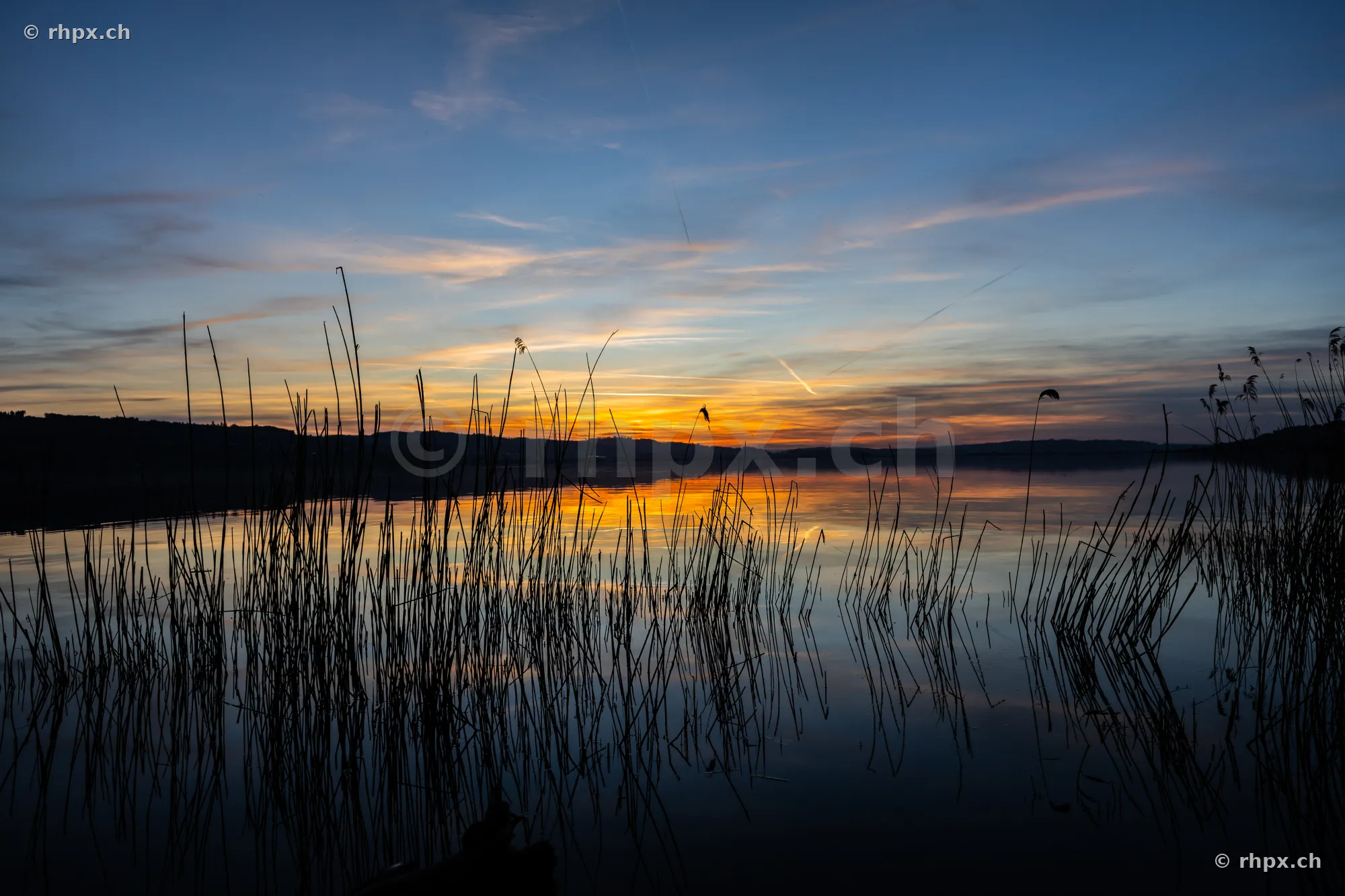 Schilf am Ufer des Sempachersees bei Sonnenuntergang