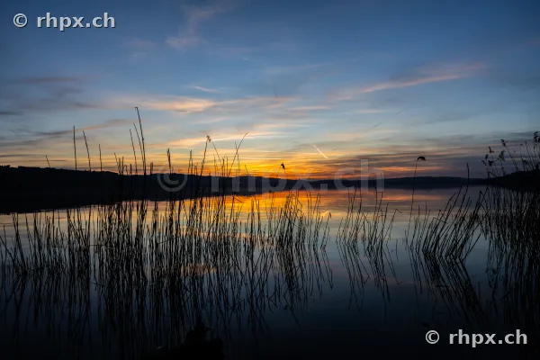 Schilf am Ufer des Sempachersees bei Sonnenuntergang