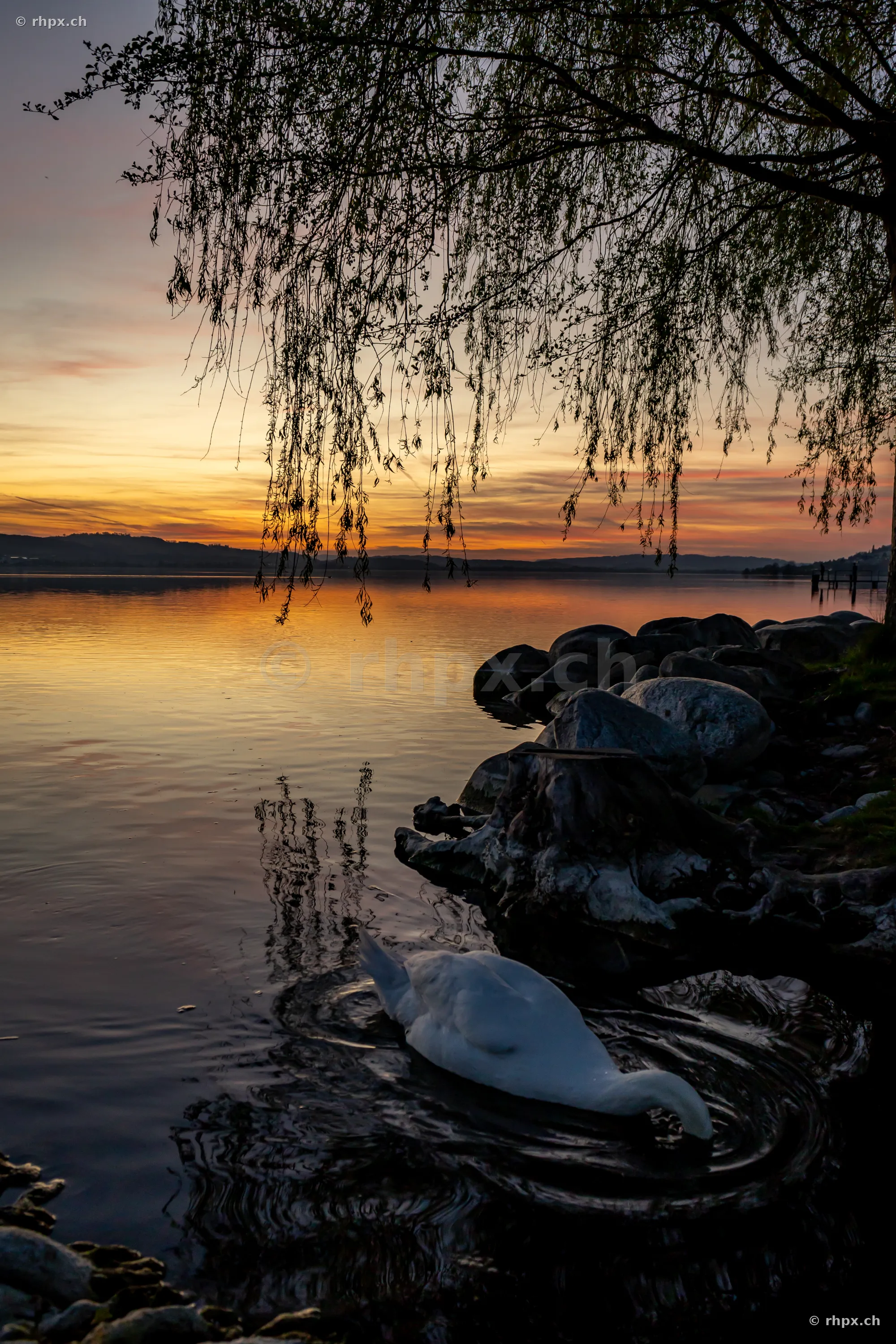 Ein weisser Schwan im Wasser am Ufer des Sempachersees bei Sonnenuntergang.