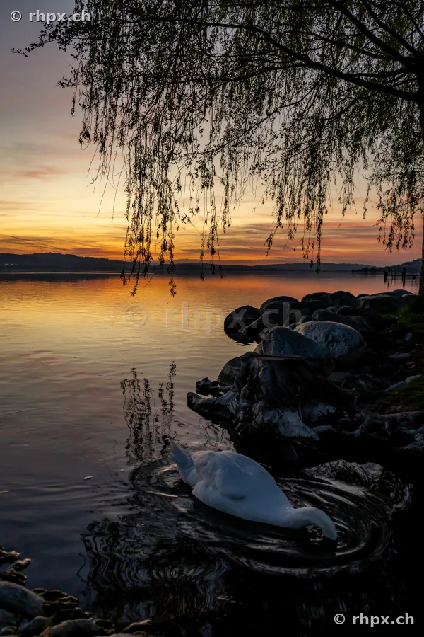 Ein weisser Schwan im Wasser am Ufer des Sempachersees bei Sonnenuntergang.