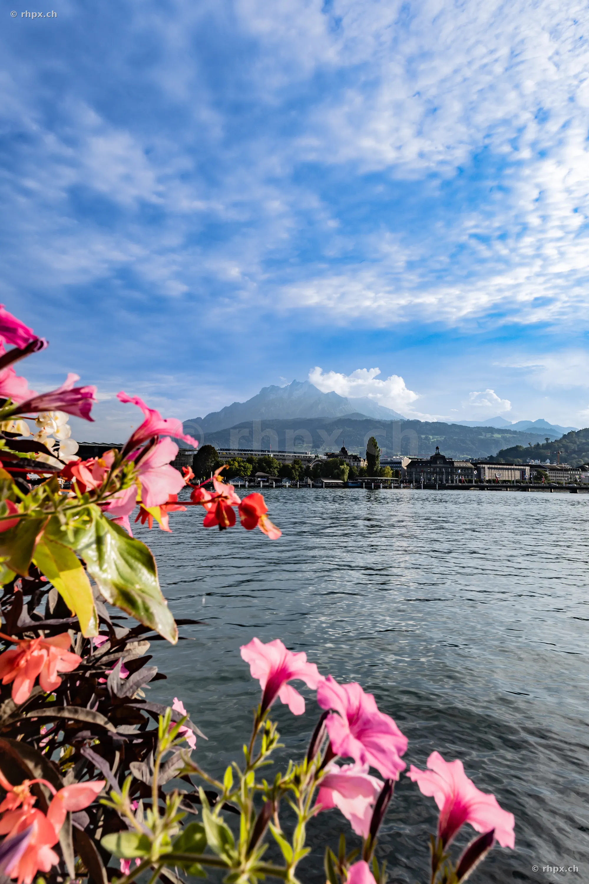 Rosa Blumen im Vordergrund und Blick über den Vierwaldstättersee zum Berg Pilatus in Luzern