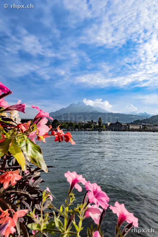 Rosa Blumen im Vordergrund und Blick über den Vierwaldstättersee zum Berg Pilatus in Luzern